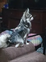 Mr King Wolf , a male Chihuahua for sale in Milledgeville, GA – 4 of 5
