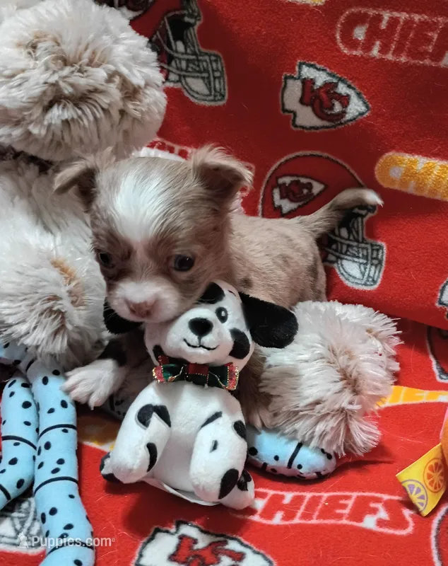 Blaze – Chihuahua puppy for sale in Milledgeville, GA