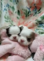Dot B, a female Chihuahua for sale in Milledgeville, GA – 3 of 3