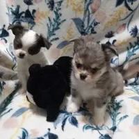 Jaguar , a male Chihuahua for sale in Milledgeville, GA – 4 of 7