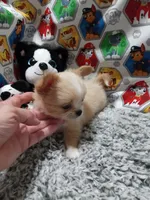 Bam Bam, a male Chihuahua for sale in Milledgeville, GA – 5 of 7