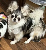 Mr King Wolf , a male Chihuahua for sale in Milledgeville, GA – 3 of 5