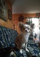 Little Joe , a male Chihuahua for sale in Milledgeville, GA – 5 of 5
