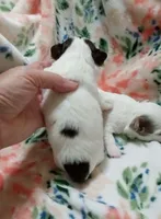 Dot B, a female Chihuahua for sale in Milledgeville, GA – 2 of 3