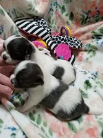 Mindy B , a female Chihuahua for sale in Milledgeville, GA – 4 of 5