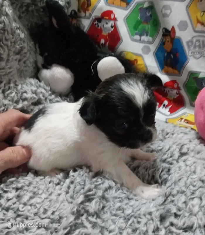 Heart B – Chihuahua puppy for sale in Milledgeville, GA