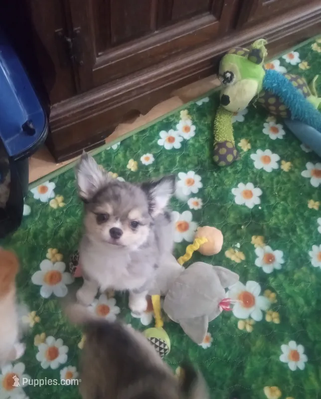 Jaguar  – Chihuahua puppy for sale in Milledgeville, GA