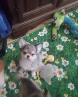 Jaguar , a male Chihuahua for sale in Milledgeville, GA – 1 of 7