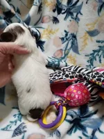 Waffles , a male Chihuahua for sale in Milledgeville, GA – 3 of 5