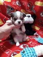 Orio, a male Chihuahua for sale in Milledgeville, GA – 3 of 6