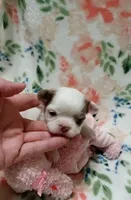 Luna B, a female Chihuahua for sale in Milledgeville, GA – 1 of 6