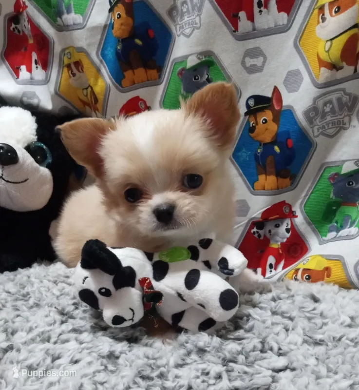 Bam Bam – Chihuahua puppy for sale in Milledgeville, GA