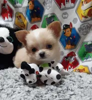 Bam Bam, a male Chihuahua for sale in Milledgeville, GA – 1 of 7