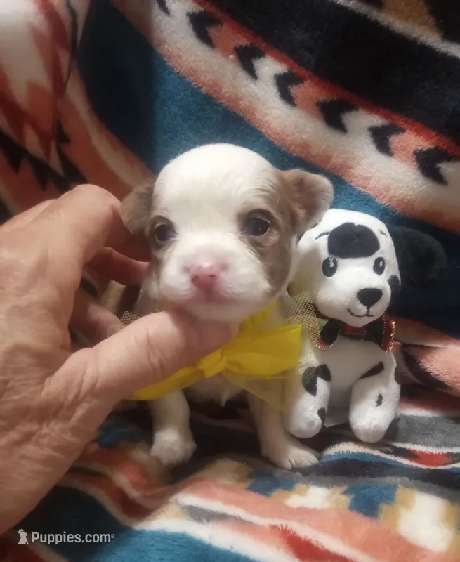Hoss  – Chihuahua puppy for sale in Milledgeville, GA
