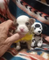 Hoss , a male Chihuahua for sale in Milledgeville, GA – 1 of 4