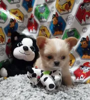 Bam Bam, a male Chihuahua for sale in Milledgeville, GA – 2 of 7