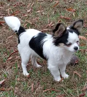 Heart B, a male Chihuahua for sale in Milledgeville, GA – 3 of 5