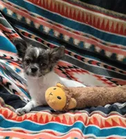 Rocket, a male Chihuahua for sale in Milledgeville, GA – 2 of 3