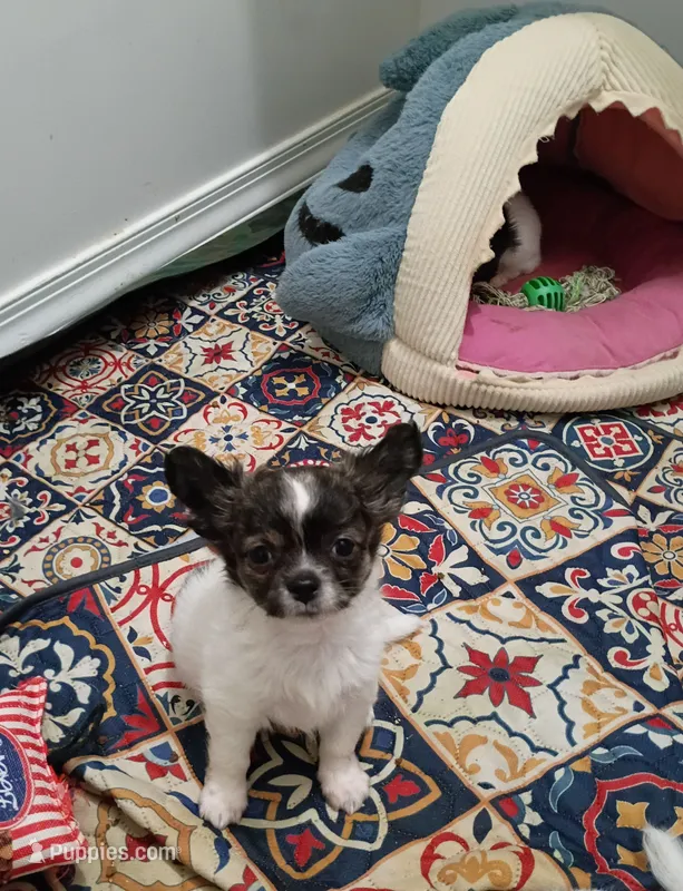 Heart B – Chihuahua puppy for sale in Milledgeville, GA