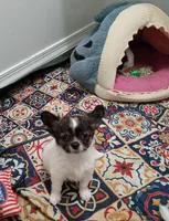Heart B, a male Chihuahua for sale in Milledgeville, GA – 1 of 5