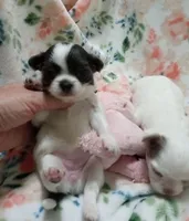 Diamond B, a female Chihuahua for sale in Milledgeville, GA – 4 of 6