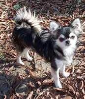 Bam Bam, a male Chihuahua for sale in Milledgeville, GA – 6 of 7