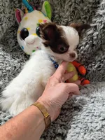 Waffles B, a male Chihuahua for sale in Milledgeville, GA – 4 of 8