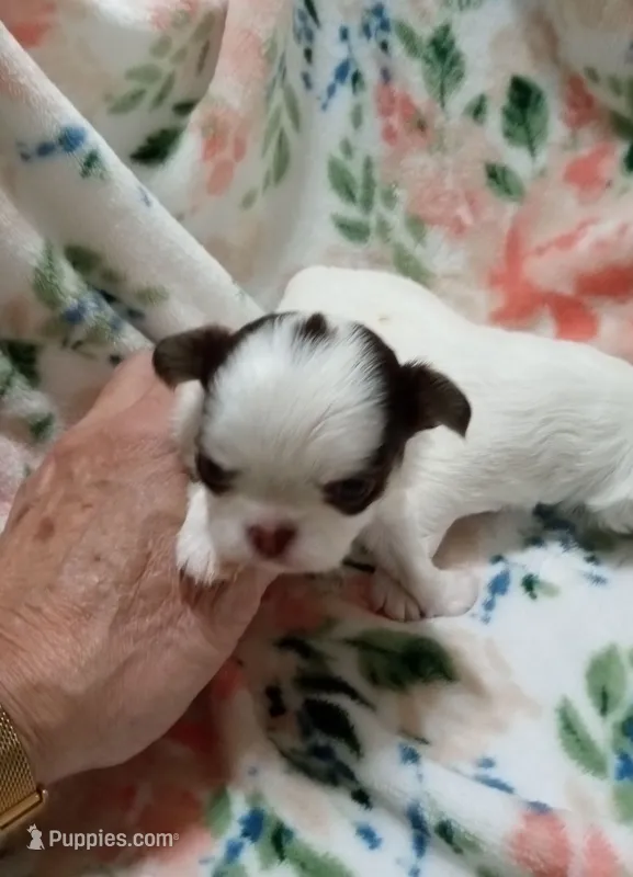Little Dot B – Chihuahua puppy for sale in Milledgeville, GA