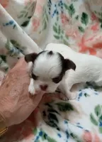Little Dot B, a female Chihuahua for sale in Milledgeville, GA – 1 of 2