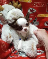 Waffles B, a male Chihuahua for sale in Milledgeville, GA – 1 of 8