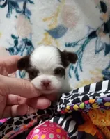 Waffles , a male Chihuahua for sale in Milledgeville, GA – 1 of 5