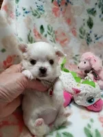Luna, a female Chihuahua for sale in Milledgeville, GA – 3 of 5