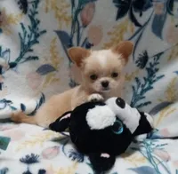 Bam Bam, a male Chihuahua for sale in Milledgeville, GA – 3 of 8
