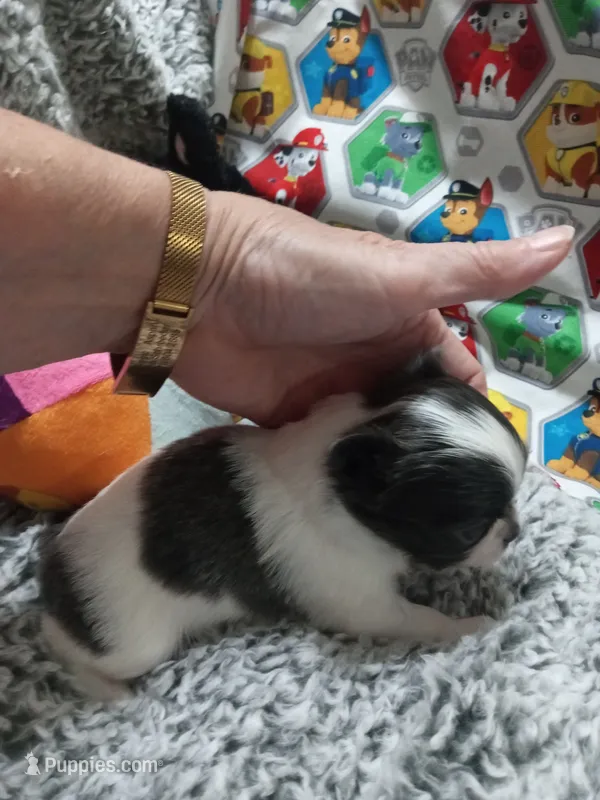 Mindy B Lightning  – Chihuahua puppy for sale in Milledgeville, GA