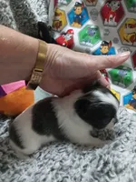 Mindy B Lightning , a female Chihuahua for sale in Milledgeville, GA – 1 of 6