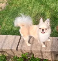 Bam Bam, a male Chihuahua for sale in Milledgeville, GA – 7 of 7