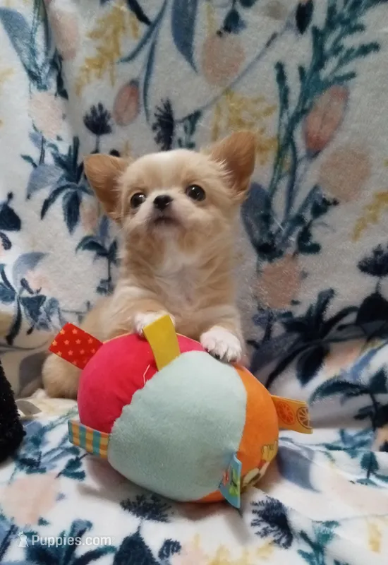 Bam Bam – Chihuahua puppy for sale in Milledgeville, GA