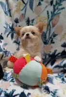Bam Bam, a male Chihuahua for sale in Milledgeville, GA – 1 of 8