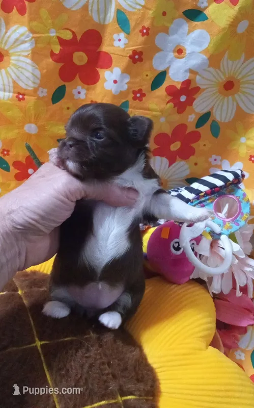 Cinnamon  – Chihuahua puppy for sale in Milledgeville, GA