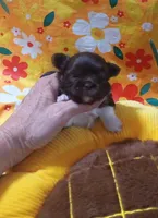 Cinnamon , a female Chihuahua for sale in Milledgeville, GA – Photo 2 of 4