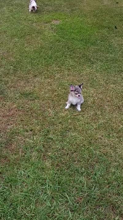 Jaguar , a male Chihuahua for sale in Milledgeville, GA – 7 of 7