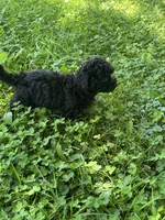 Tommy, a male Bichon Frise and Poodle - Toy  for sale in Rochester, NY – 2 of 3