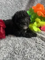 Kimmy, a female Yorkipoo for sale in Rochester, NY – 2 of 2
