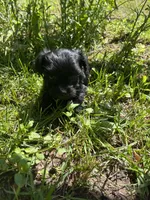 Coal, a male Yorkipoo for sale in Rochester, NY – 2 of 3