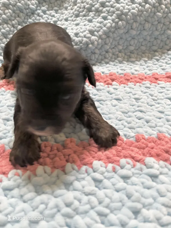 Dream – Yorkipoo puppy for sale in Rochester, NY