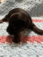 Dream, a female Yorkipoo for sale in Rochester, NY – Photo 2 of 2