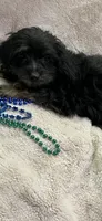 Ricky, a male Yorkipoo for sale in Rochester, NY – 2 of 3