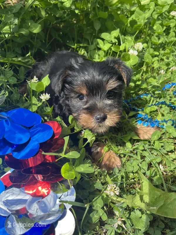 Teddy – Yorkshire Terrier puppy for sale in Rochester, NY