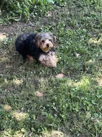 Johnny , a male Yorkipoo for sale in Rochester, NY – 3 of 3