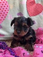 Bella, a female Yorkshire Terrier for sale in Rochester, NY – Photo 1 of 4